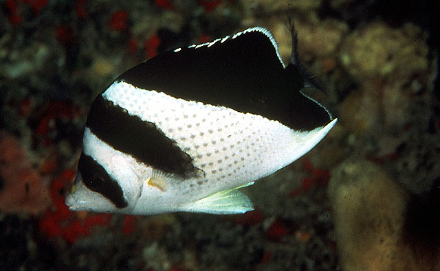 Chaetodon burgessi